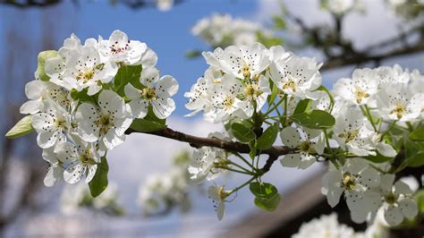 Spring Blossoms On A Pear Tree Wallpaper Flower Wallpapers 51698