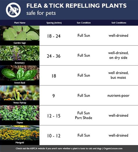 6 Easy-to-Grow Plants that Repel Fleas & Ticks (Safe for Pets) | Dog ...