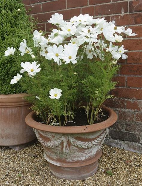 Check spelling or type a new query. 30 Exclusive White Flower Plants in India • India Gardening