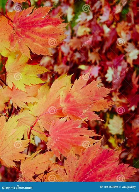 Maple Leaves Mixed Fall Colors Background Stock Photo Image Of Fall
