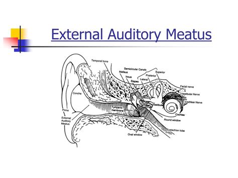 External Ear Anatomy Auricle