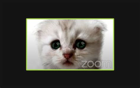 An attorney in west texas received some unexpected attention during a zoom call that involved the face of a friendly cat.during a virtual court proceeding on. The cat filter Zoom call stumble by a US lawyer, possibly ...
