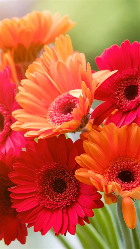 Download Orange Gerbera Spring Daisy Iphone Wallpaper