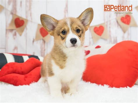We had such a wonderful experience from the visits to the pictures of our little mojo as he prepared himself to come home. Petland Florida has Pembroke Welsh Corgi puppies for sale ...