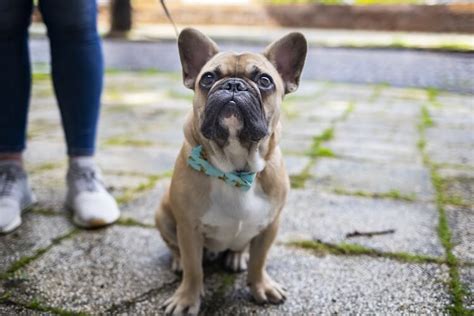 How To Train A French Bulldog In 8 Weeks Easy Fast And Fun All