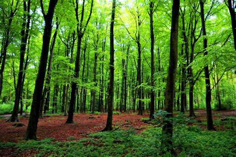 Should You Plant Trees On International Day Of Forests And World