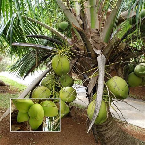 Coconut Tree Thengu Ganga Bondom Hybrid Seedling Greens Of Kerala