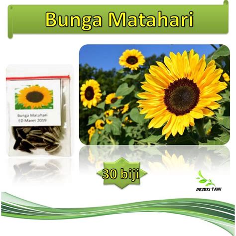 Isi formulir online dan ajukan pinjaman online. Jual Benih Bunga Matahari isi 30 biji di lapak Rezeki Tani ...