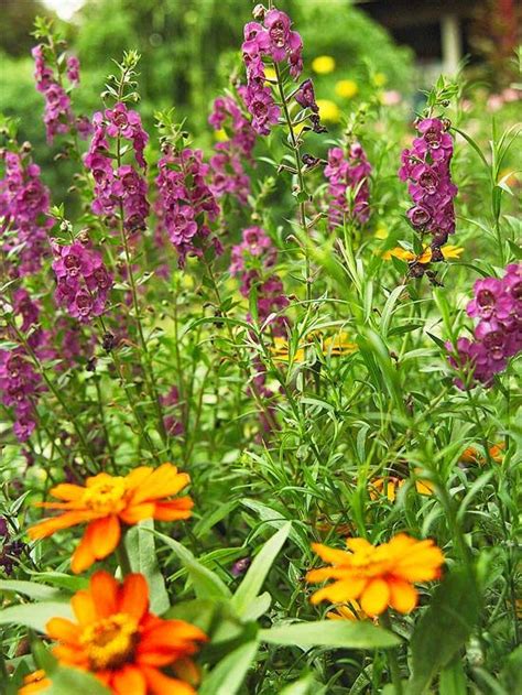 19 Top Annual Plant Pairings For Summer Long Color Annual Plants