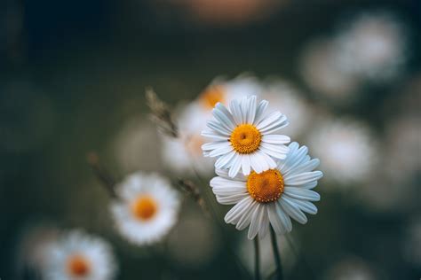 Download Blur White Flower Nature Flower Hd Wallpaper
