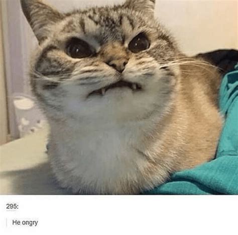 Its Caturday You Know What That Means Cat Memes Galore 32 Memes