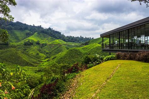Cameron highlands is situated in pahang, west malaysia. When you're sick of the city: Cameron Highlands beckons ...