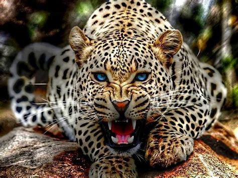 Leopard Wild Cat Hunter Wallpaper 2560x1920 478759 Wallpaperup