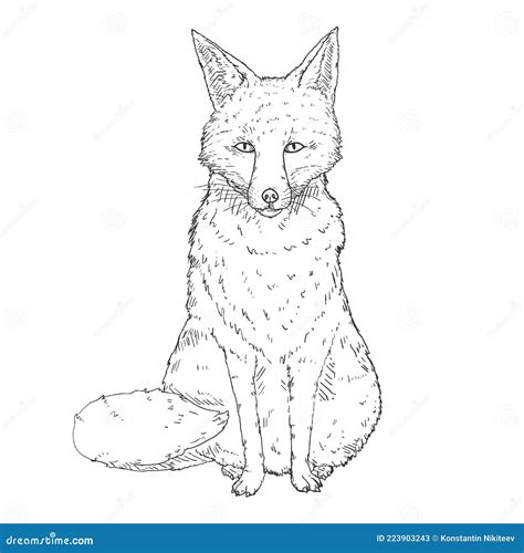 Sitting Fox Front View Vector Illustration Stock Vector