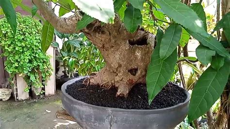 Bonsai Pohon Putat Bogel Inspirasi Pebonsai Pemula Youtube