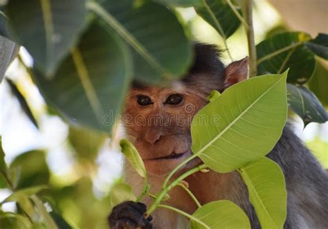 A Monkey Looking At Away Stock Photo Image Of Tree 223941696