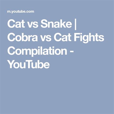 Cat Vs Snake Cobra Vs Cat Fights Compilation Youtube