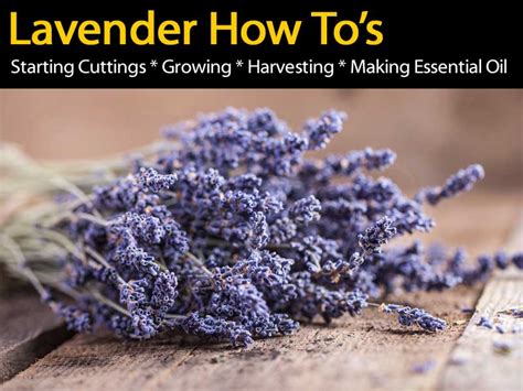 How To Tips On Growing Lavender