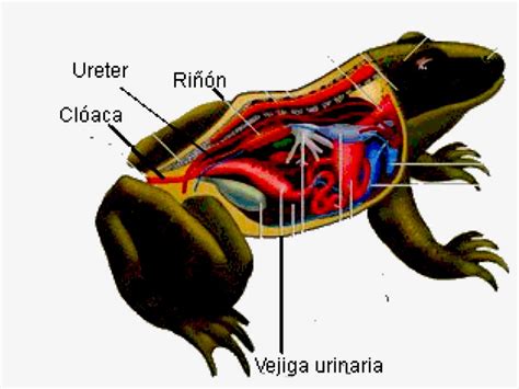 Blog Ana Biologia Aparato Excretor En Anfibios