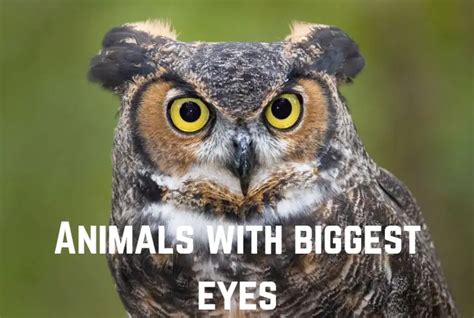 15 Fascinating Animals With Biggest Eyes Pics Animal Giant