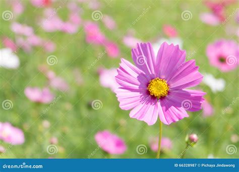 Pink Cosmos Flower With Blur Background Bright Soften Style Stock