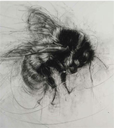 Pin By SP On Bee Fine Art Drawing Bee Art Intaglio Printmaking