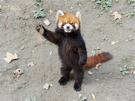 Panda Rosso Carattere Dove Vive E Cosa Mangia Ohga