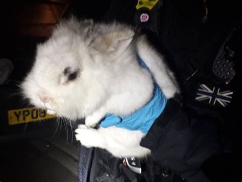 Rabbit Found As Police Search Car For Drugs In Shrewsbury Shropshire Star