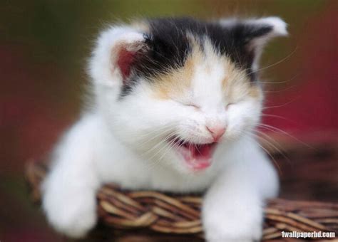 33 Happy Cats Guaranteed To Make You Smile Cute Baby Cats Crazy