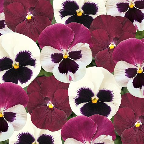 Winter Flowering Pansy Collection Mirror Garden Offers