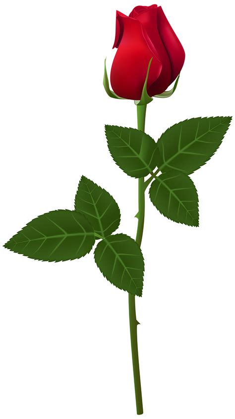 Transparent Png Images Roses