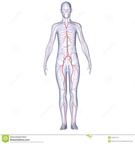 Arterien Mit Körper Stock Abbildung Bild 40454776