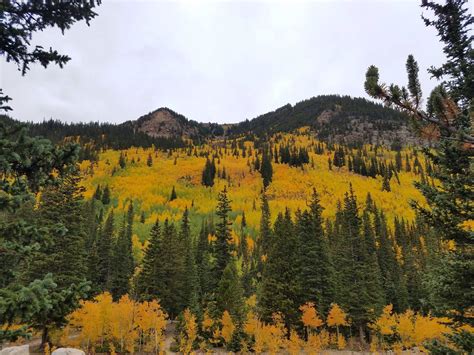 Mountain Aspen Forest Colorado Autumn Landscape Wallpapers Wallpaper Cave