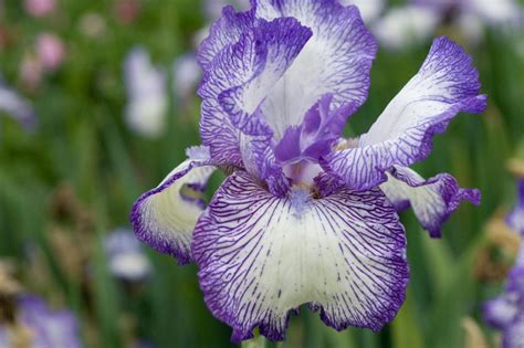 Reblooming Irises Hgtv