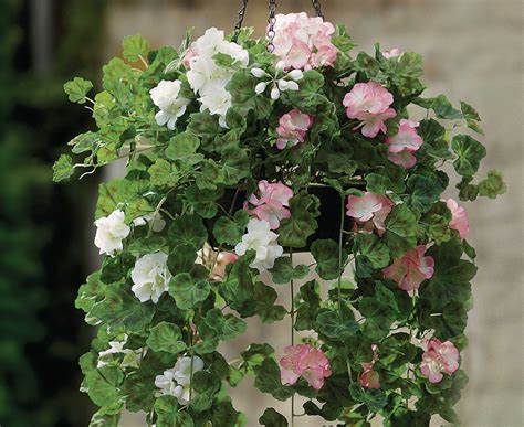 Our range of paper, plastic and silk flowers are perfect for a handmade wedding or low maintenance floral arrangements around. Bloom Hanging Basket Pelargoniums Indoor Outdoor Garden ...