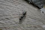 Nova Scotia Carpenter Ants Pictures