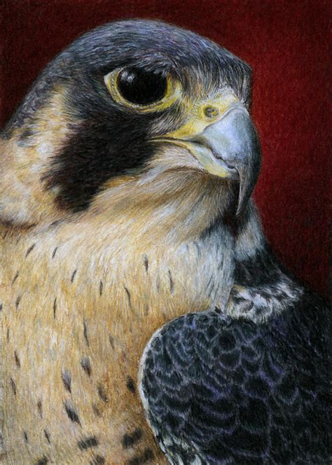 Peregrine Falcon Painting By Pat Erickson