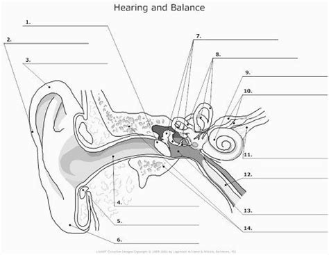 Ear Anatomy Diagram Quizlet