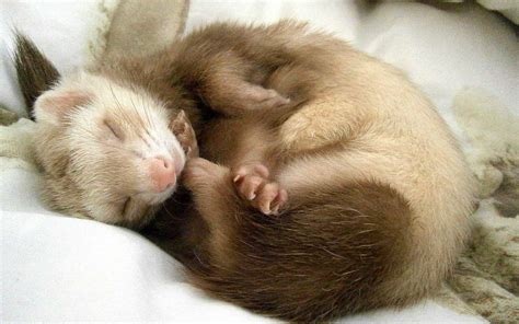 5 Things You Should Know Before Getting A Ferret