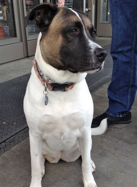 Dog Of The Day Aggie The Akitapit Bull Mix The Dogs Of San Francisco