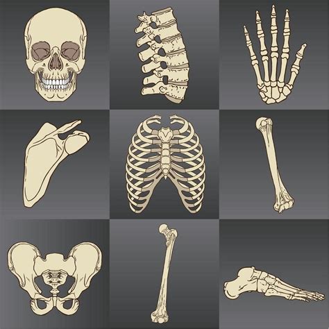 Conjunto De Huesos Humanos Huesos Imagenes De Huesos Huesos Del Cuerpo