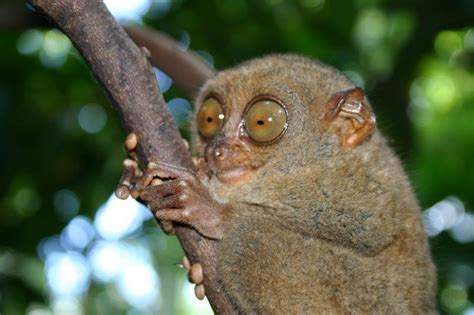 Tarsiers Have The Largest Eyes Compared To The Body Size Of All