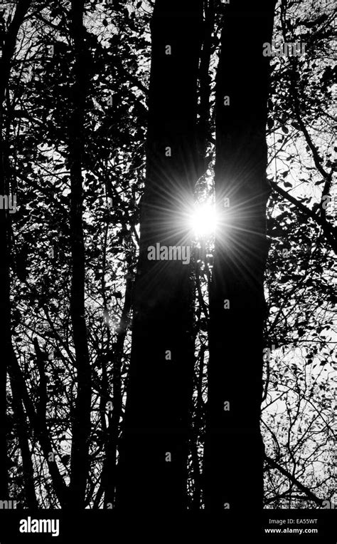 Branch Between Two Tree Trunks Hi Res Stock Photography And Images Alamy