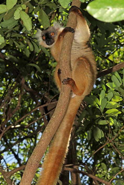 Black Lemur Eulemur Macaco Female Lemurs From Madagascar Flickr