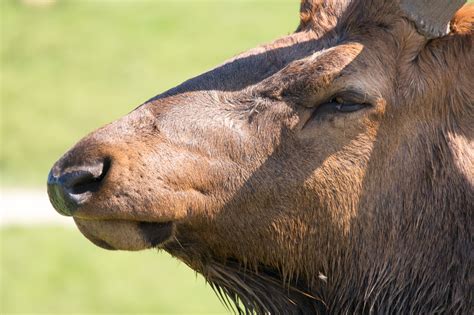 Elk Face Closeup By Captpackrat On Deviantart