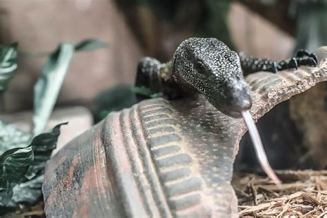 Reptilia Zoo Things To Do With Kids In Toronto Toni Fifi