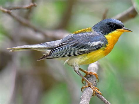 Birds With Yellow Bellies 22 Species With A Sunny Underside