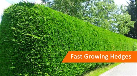 Fast Growing Hedge Plants - ProTech Property Solutions