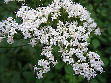 We did not find results for: Common Valerian - Valeriana officinalis | NatureSpot