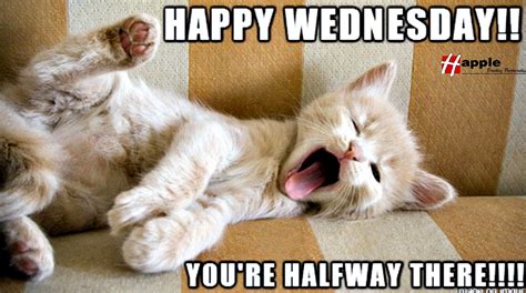 Youre Halfway There Happy Wednesday Cute Cat Breeds Work Humor